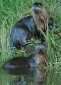 Otters