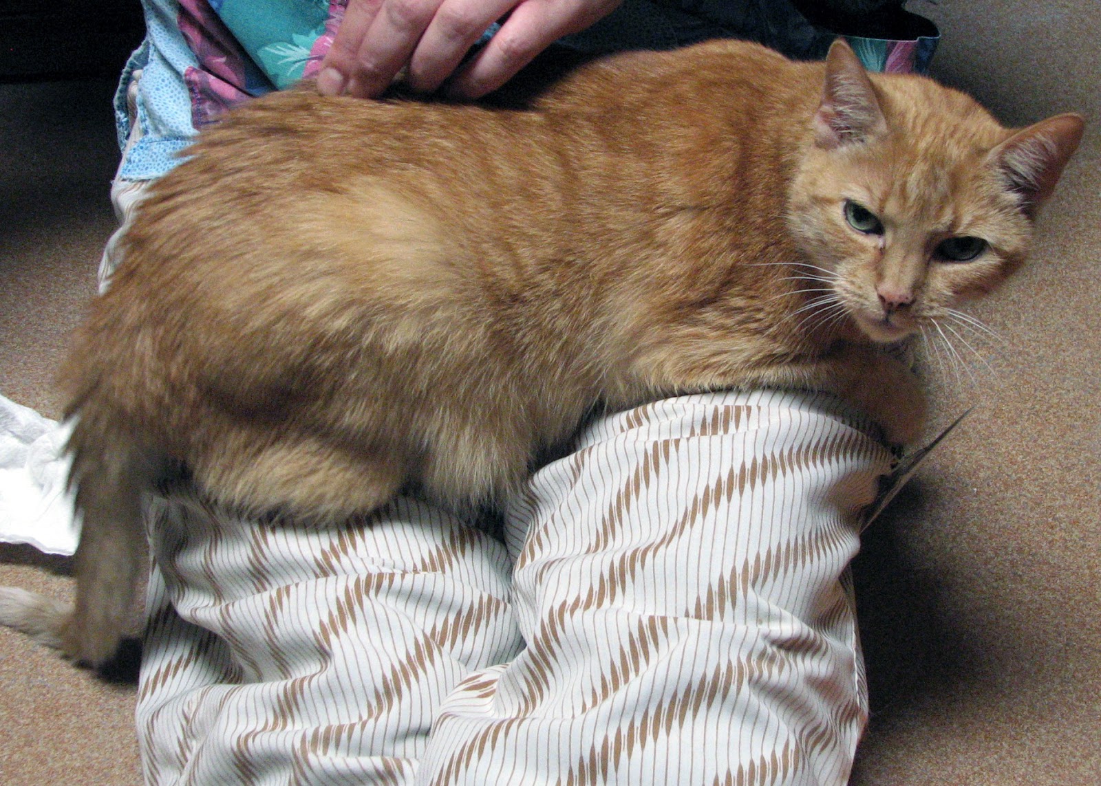 Animal Shelter Volunteer Life PAWS Best Lap Cat Contest 2012