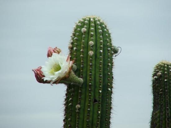 flor-de-cactus-san-juan.jpg