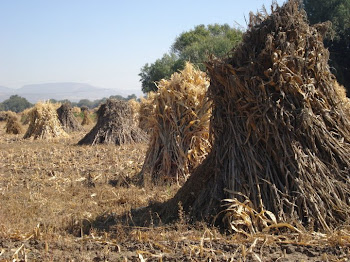 Haystacks