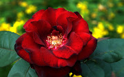 Flores Rosas Rosadas. Ramo de Flores Rosadas flores rosas rosadas paisaes naturales 