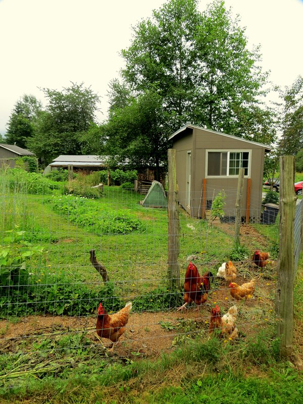 Notes from Alderleaf Wilderness College Photos of some of our Permaculture Projects and more