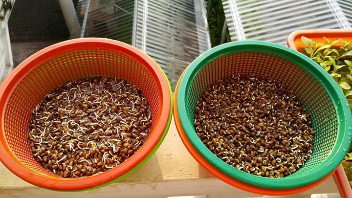 Budidaya kangkung sistem hidroponik di baskom - Fokus Tanaman