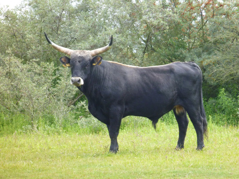 Megafauna Polar - Página 4 - ellinceiberico.com