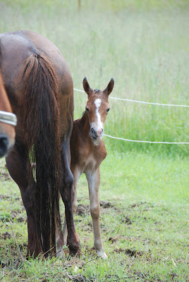 Att skapa är livet! - renovering, konst och design: Föl på Strömsåsen