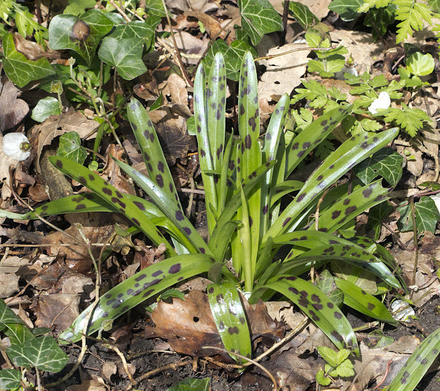 Early Purple Orchid, Orchis mascula.  Darrick Wood, 21 April 2012.