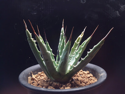 アガベストリクタ吹上特大元気強い簡単