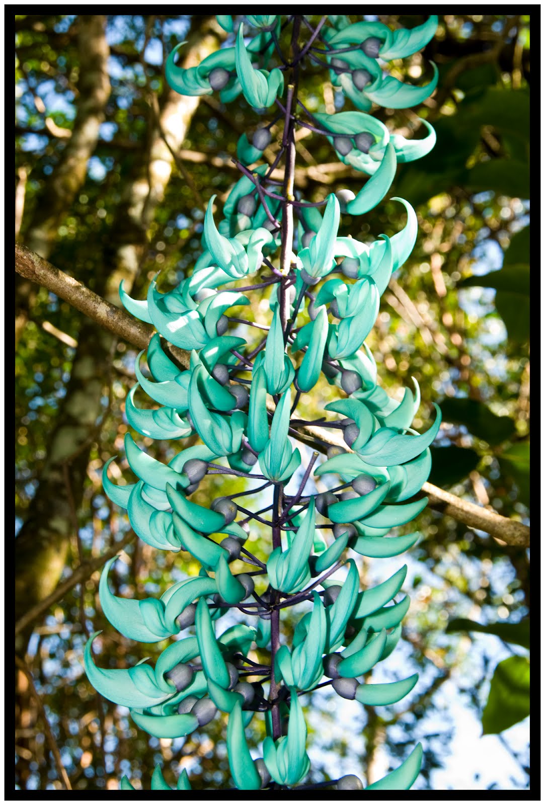 Shutterbugs Capturing the World Around Us Weird Plants