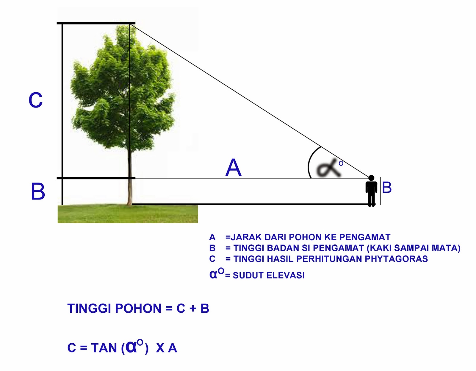 Cara Menghitung Tinggi Pohon Dengan Trigonometri