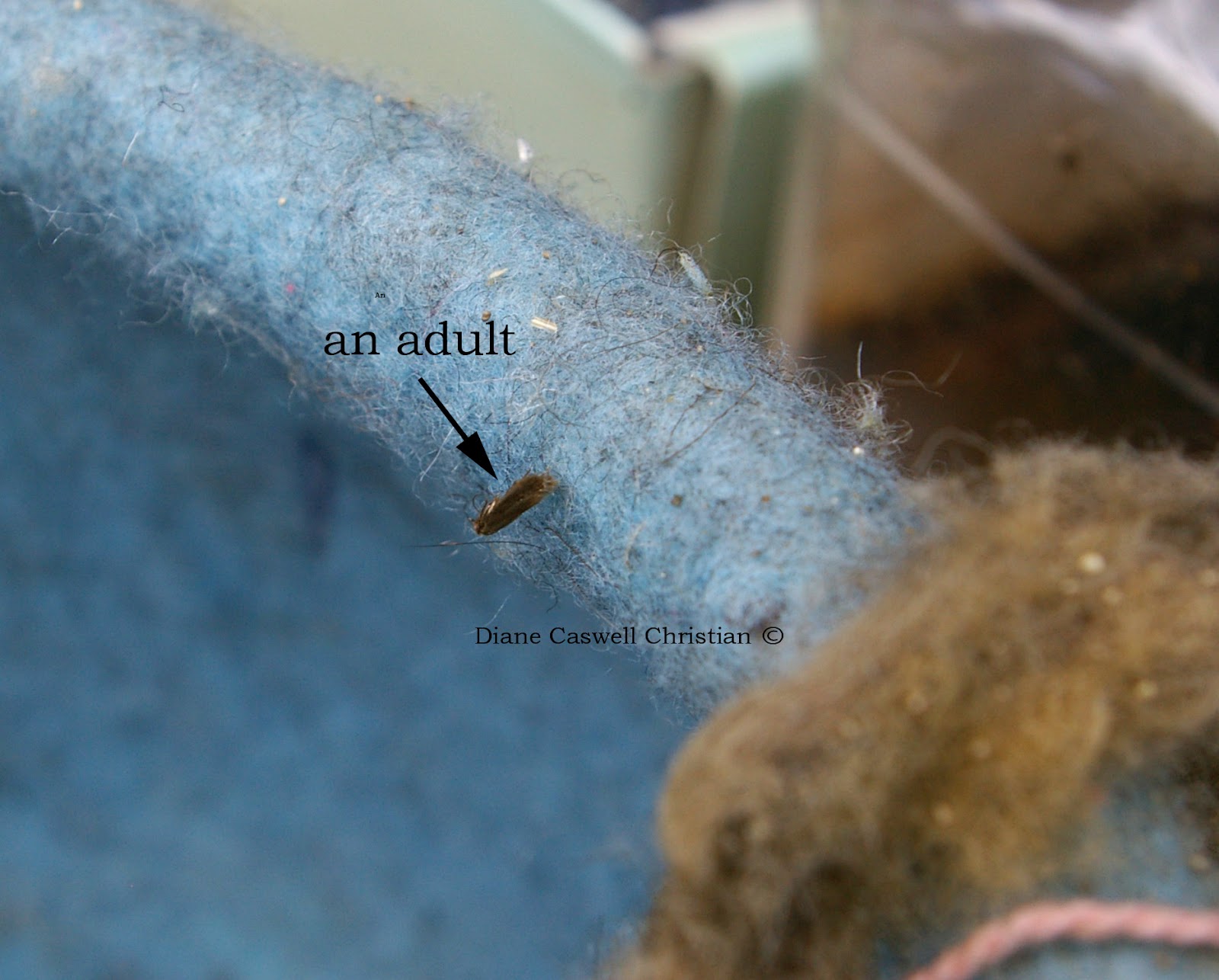 Felt Inspiration The Dreaded Wool Moth