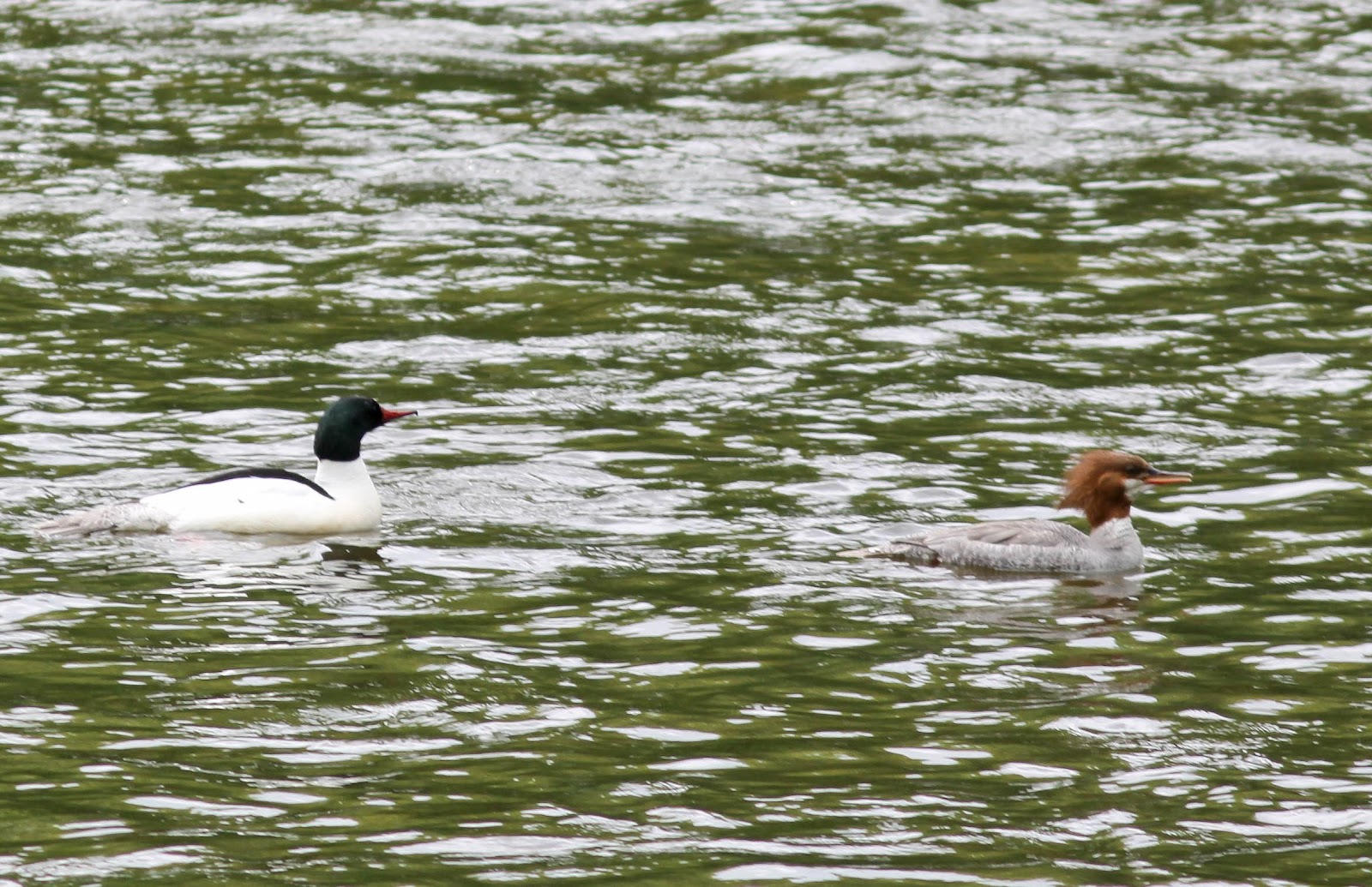 Rick Simpson Birding River Road, Kent (CT)