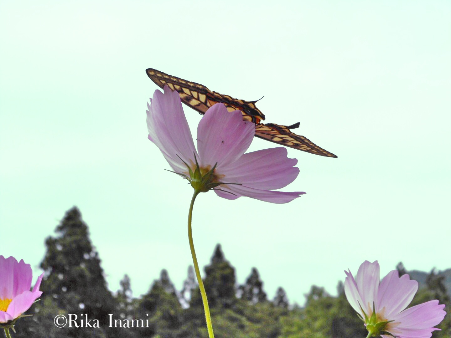 COSMOS TANKA and PICTURE: Today&rsquo;s Photo&hellip;Cosmos & Butterfly&hellip;20150908