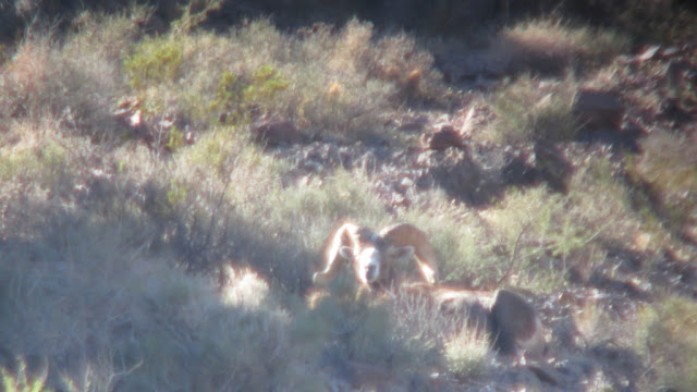 Larry+Spillers+AZ+Super+Raffle+Desert+Bighorn+Sheep+with+Colburn+and+Scott+Outfitters+9.JPG