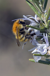 Para ampliar  Bombus pascuorum (Abejorro) hacer clic