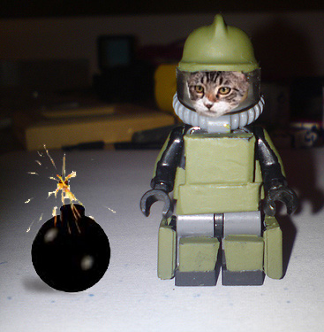bomber cat awakens bomber cat awakens