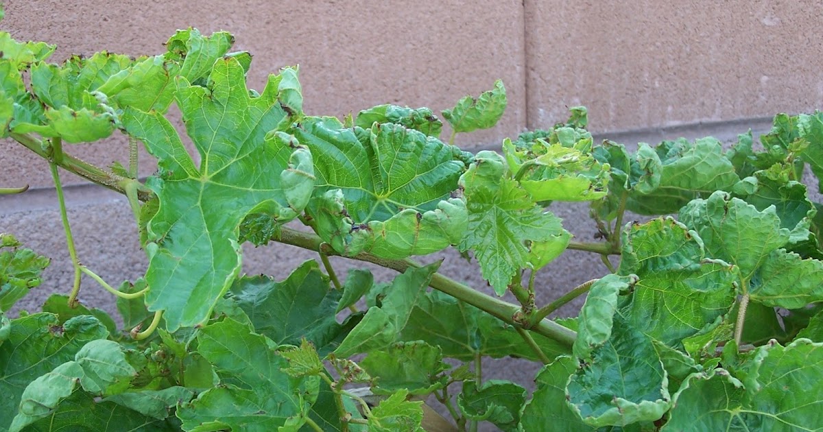 Xtremehorticulture of the Desert Grape Leaves Cupping