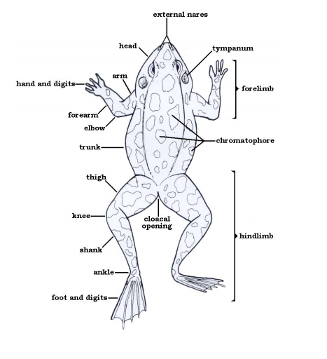 1000+ images about mythical creature project on Pinterest