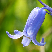 http://wild-flowers-of-europe.blogspot.nl/2014/10/hyacinthoides-non-scripta.html