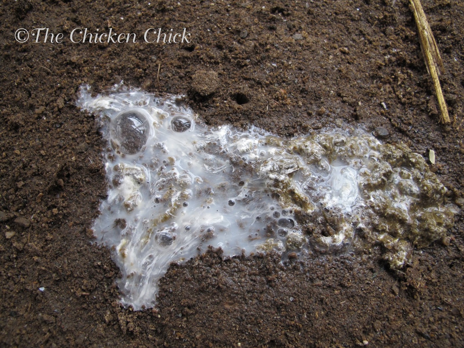 What's the Scoop on Chicken Poop? The digestive system examined. The