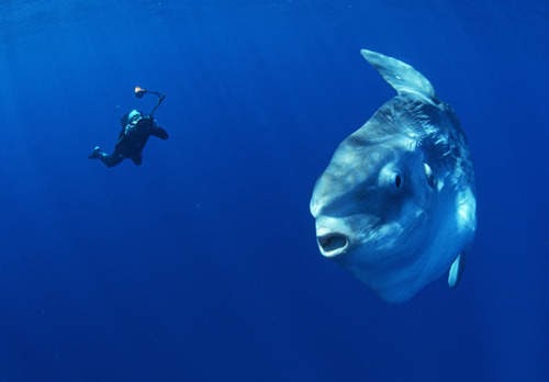 ikan mola mola (ocean sunfish)bumi ilmu