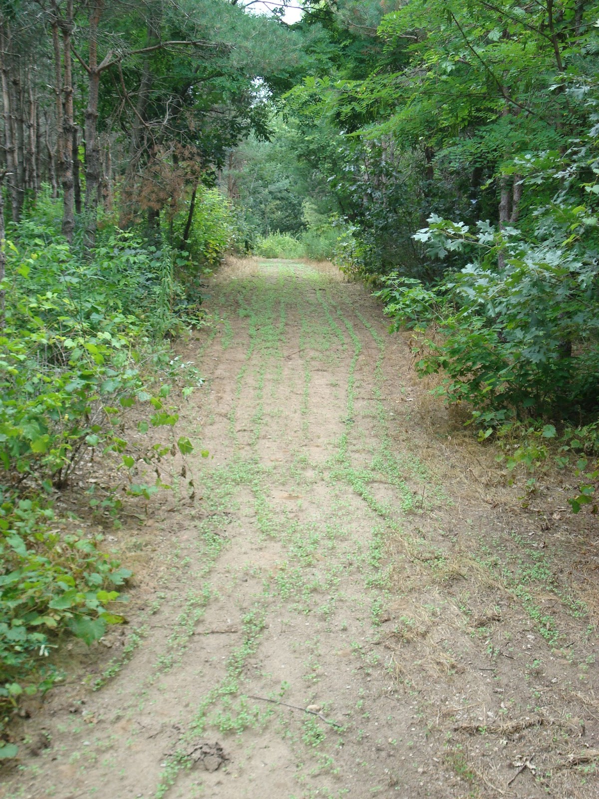 Improved Ecosystems Planting More Antler King Honey Hole