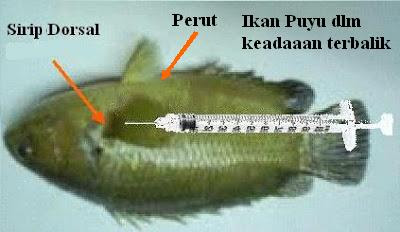 Ikan Puyu Betina
