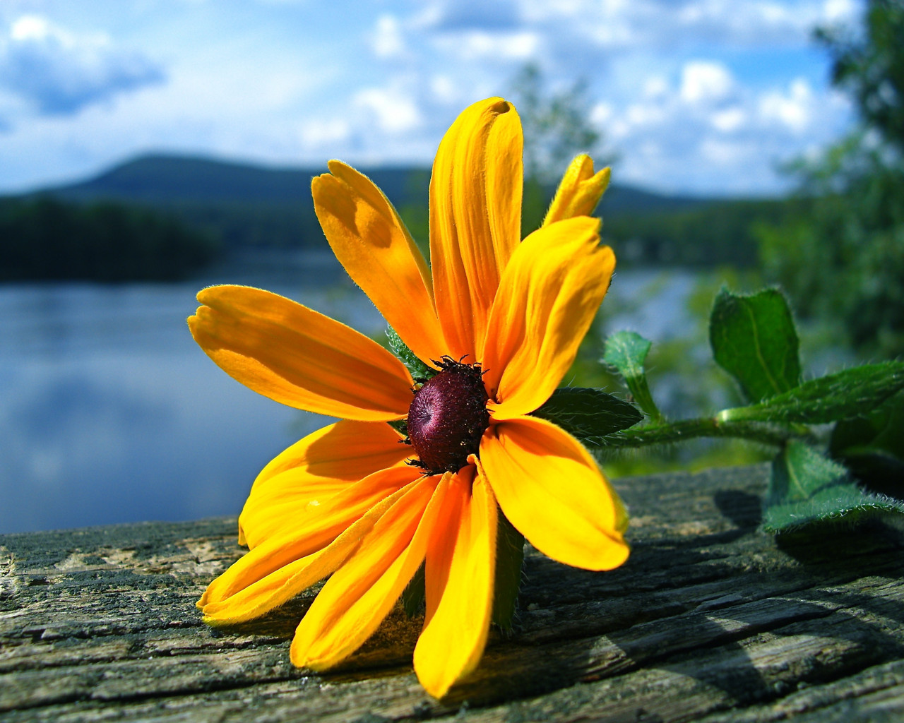 best flower desktop wallpaper top wallpapers desktop best top flowers wallpapers pictures best flower desktop wallpaper top wallpapers desktop best top flowers wallpapers pictures