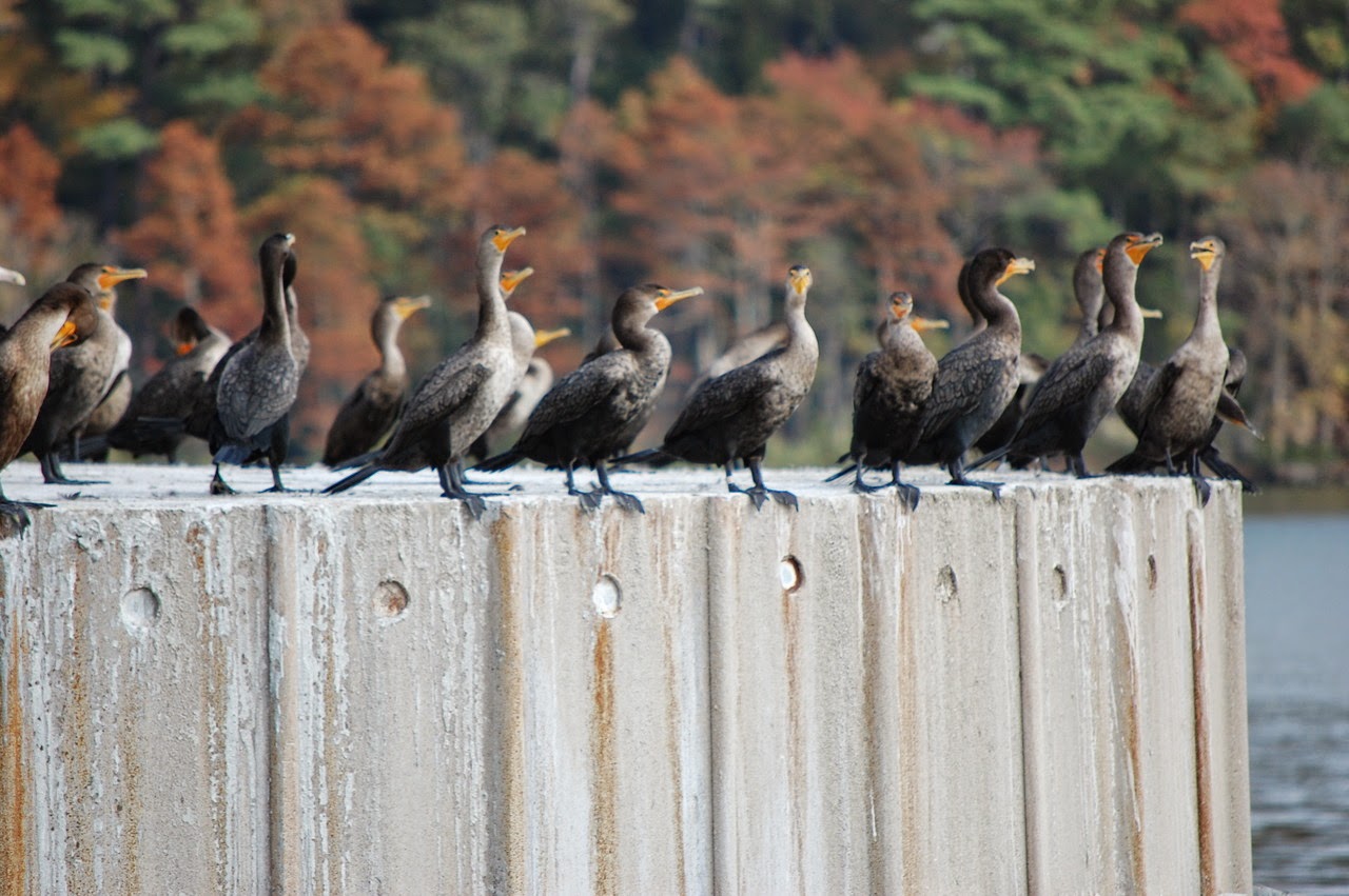 Ducks in a Row