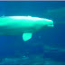 Concerning Belugas: Inexplicities Continue 