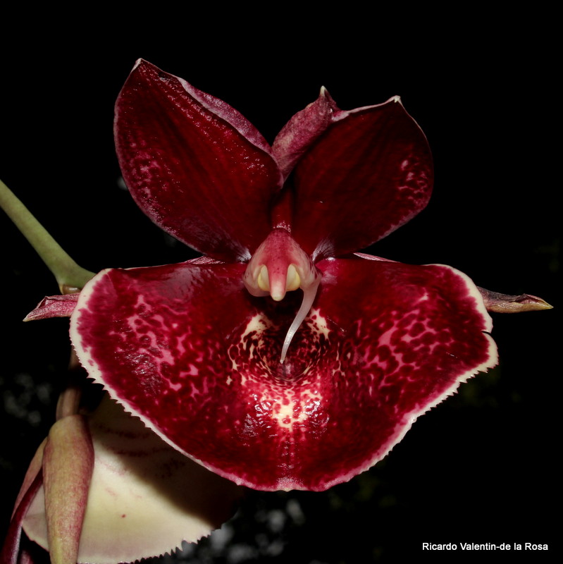 Ricardo's Blog, Catasetum Orchidglade, curious hermaphroditic