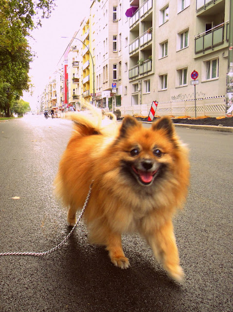 Barney turns eleven in Berlin