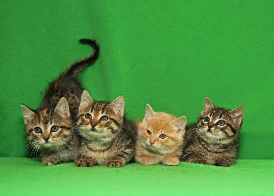 Shelter Buddies Of Missouri Lost Your Pet
