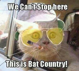 cat+bat+country.jpg