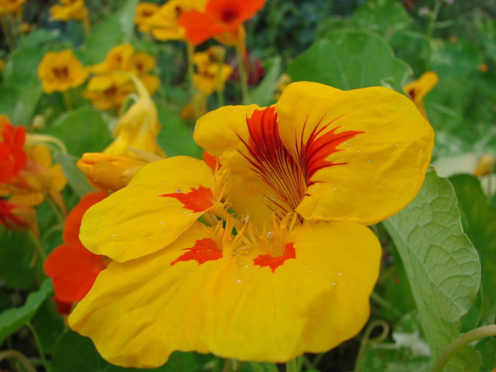 Au jardin d'Aurore La Capucine