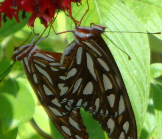 butterflies at Butterfly estates