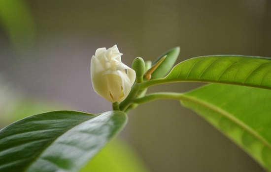 [Image: hoa-ngoc-lan-4.jpg]