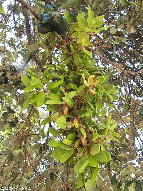 Sweet acorns - BalanoTrees