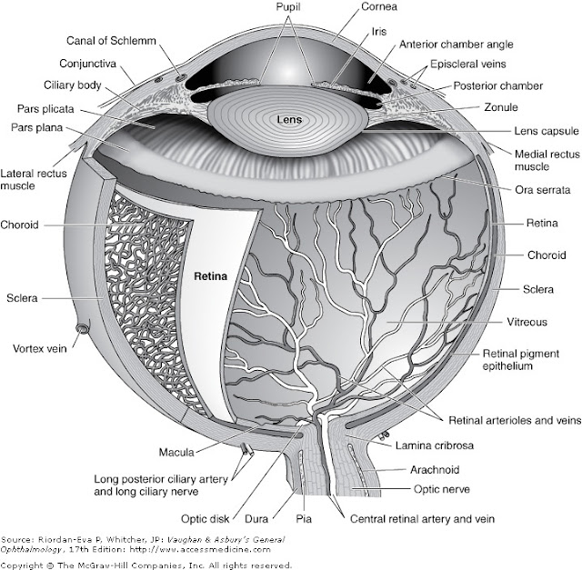 BY 411: Advanced Human Anatomy Blog: Post #8 - The Eye- Structures