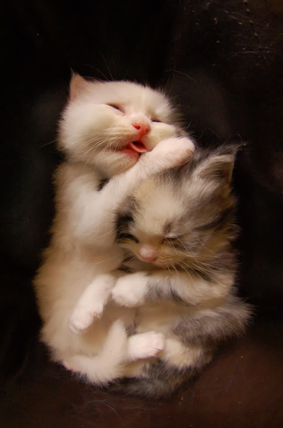 The Cutest Kitten Family on Earth Best Photography, Art, Landscapes