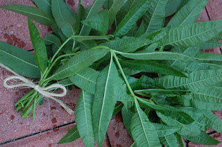 Lemon verbena Lemon verbena