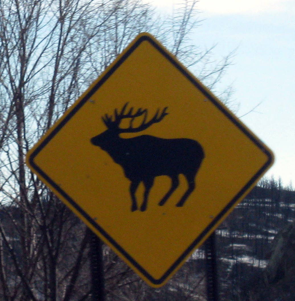 animal crossing signs everywhere