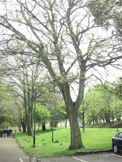 Tree in Nothe Gardens. May 3rd 2015