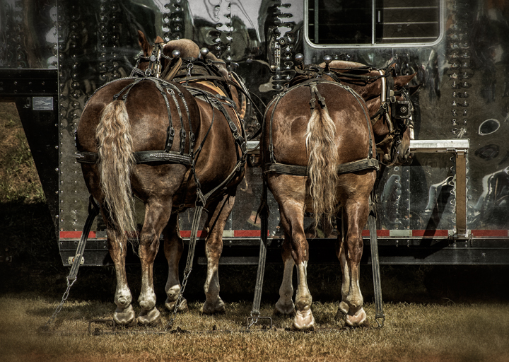 Dan Routh Photography Horse Pull
