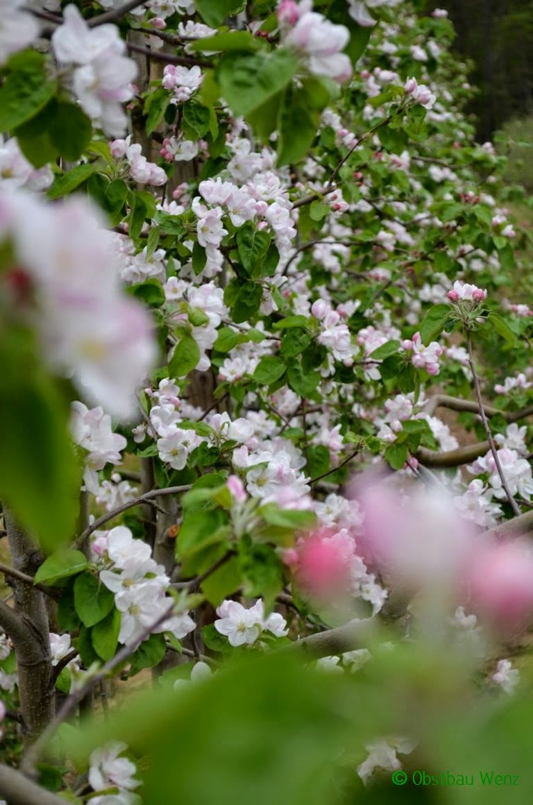 Apfelblüte