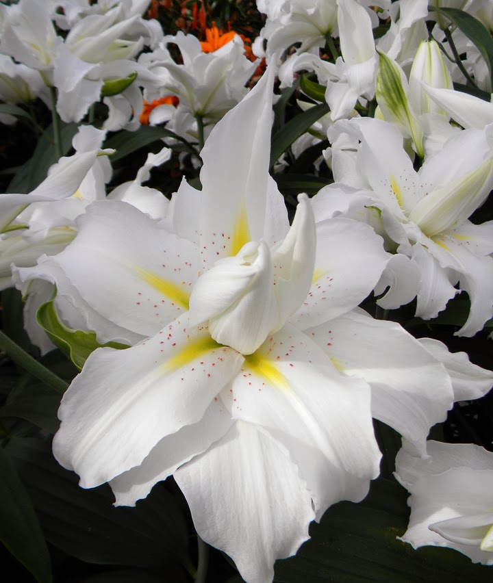 B&D Lilies Garden Blog Help... Winter Lily Pollen Stains!