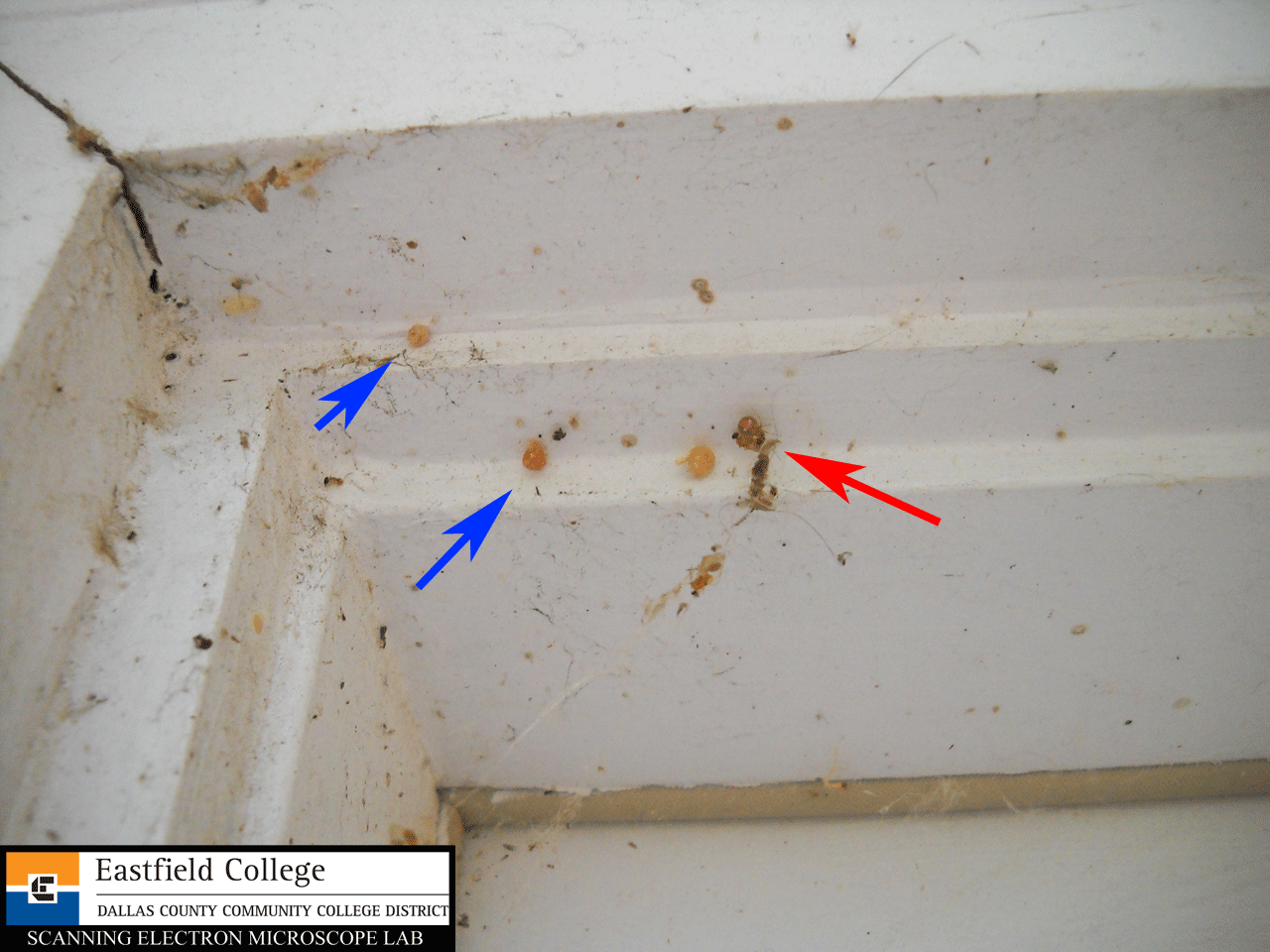 Scanning Electron Microscope Blog Itsy Bitsy Cobweb