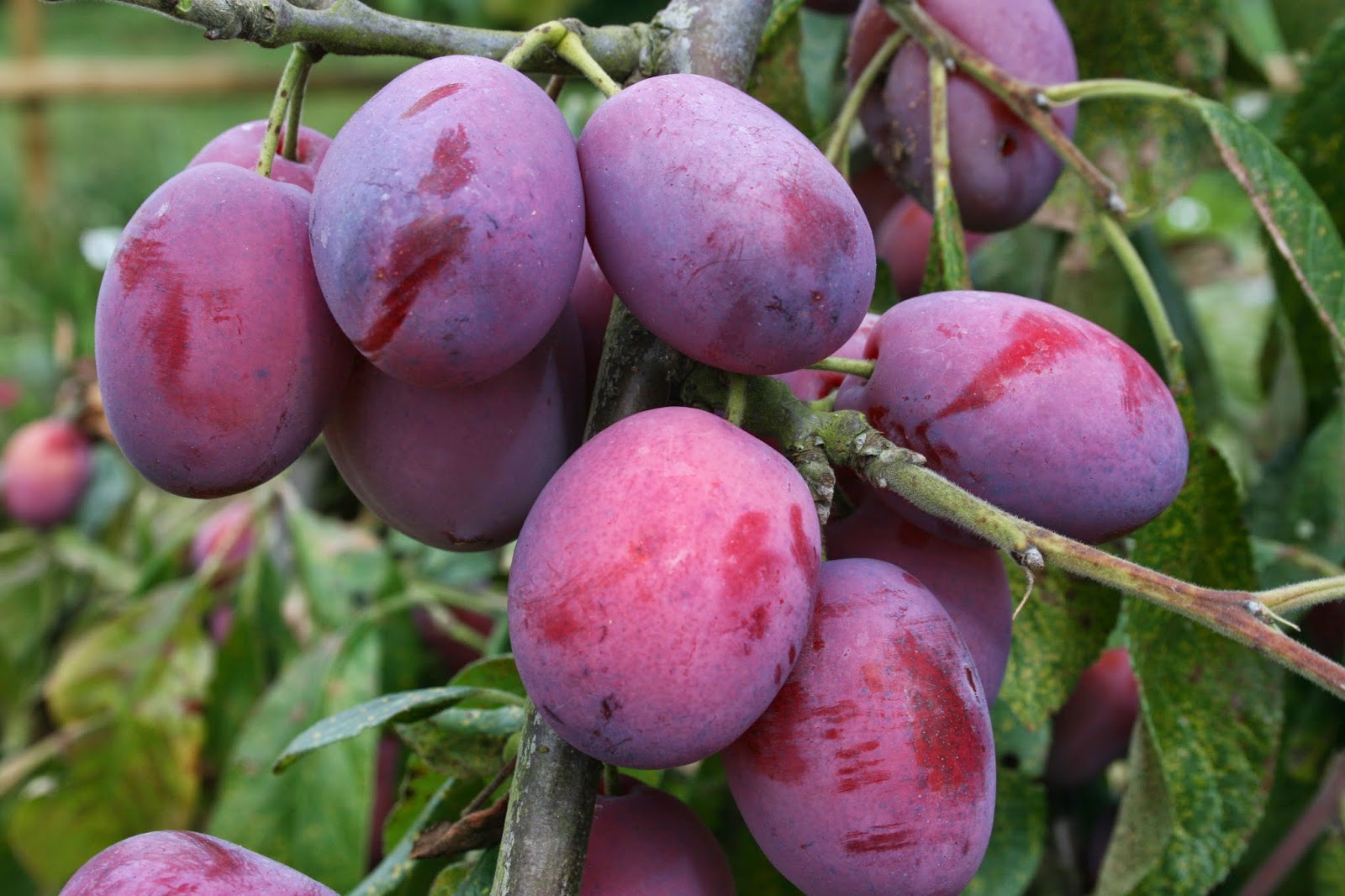 The Fruit Growing Expert PLUMS TREES FOR THE ONE TREE GARDEN