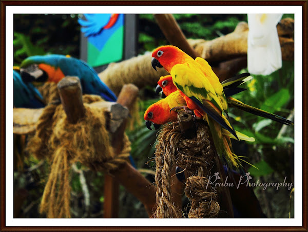 பறவைகள் பூங்கா புகைப்படங்கள் -சிங்கப்பூர் (BIRD PARK SINGAPORE) -Part-1  Birds+park+post-1+(6)