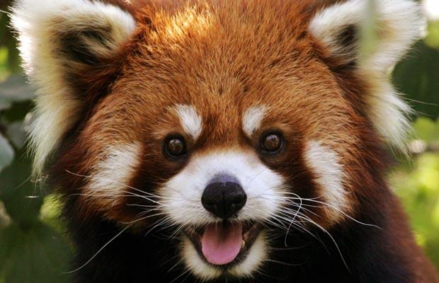 Red Panda Face