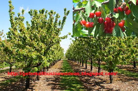 How to Grow Your Own Cherry Farming Business